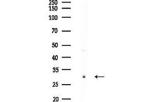 anti-Potassium Channel, Subfamily K, Member 7 (KCNK7) antibody