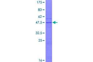Image no. 1 for Nucleoporin 62kDa C-terminal Like (NUP62CL) (AA 1-184) protein (GST tag) (ABIN1313242)