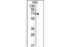 Western blot analysis of anti-Ubiquilin3 Antibody (N-term) (ABIN388967 and ABIN2839212) in K562 cell line lysates (35 μg/lane). (Ubiquilin 3 anticorps  (N-Term))