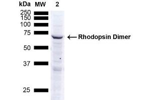 Western Blot analysis of Human A549 cells showing detection of ~38. (Rhodopsin anticorps)