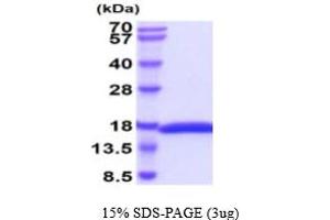 SDS-PAGE (SDS) image for Interleukin 2 (IL2) (AA 21-155), (C147S) protein (His tag) (ABIN7281215)