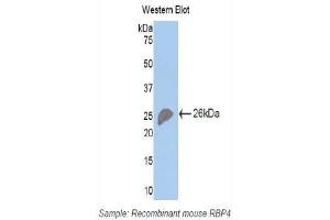 Western Blotting (WB) image for anti-Retinol Binding Protein 4, Plasma (RBP4) (AA 63-245) antibody (ABIN1078483) (RBP4 anticorps  (AA 63-245))