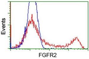 HEK293T cells transfected with either RC217098 overexpress plasmid (Red) or empty vector control plasmid (Blue) were immunostained by anti-FGFR2 antibody (ABIN2454751), and then analyzed by flow cytometry. (FGFR2 anticorps)