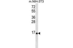 Western Blotting (WB) image for anti-Ribosomal Protein L23 (RPL23) antibody (ABIN2996830) (RPL23 anticorps)