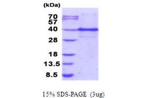 SDS-PAGE (SDS) image for Inhibitor of Growth Family, Member 1 (ING1) (AA 1-279) protein (His tag) (ABIN5853981)