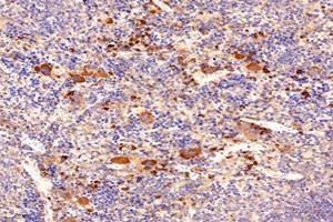 Immunohistochemistry analysis of paraffin-embedded mouse spleen using,LITAF (ABIN7074508) at dilution of 1: 9600