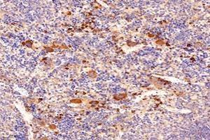 Immunohistochemistry analysis of paraffin-embedded mouse spleen using,LITAF (ABIN7074508) at dilution of 1: 9600 (LITAF anticorps)