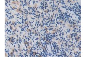 DAB staining on IHC-P; Samples: Rat Spleen Tissue (Manic Fringe anticorps  (AA 56-309))