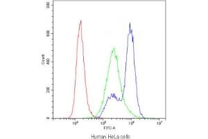 Flow cytometry testing of human HeLa cells with Myosin Phosphatase antibody at 1ug/10^6 cells (blocked with goat sera) (Myosin Binding Subunit anticorps  (N-Term))