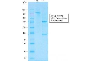 SDS-PAGE Analysis of Purified CD30 Rabbit Recombinant Monoclonal Antibody (Ki-1/1505R). (Recombinant TNFRSF8 anticorps)