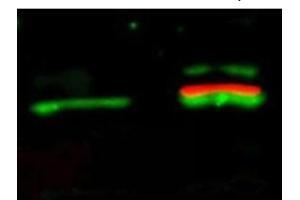 Immunofluorescence (IF) image for anti-V-Akt Murine Thymoma Viral Oncogene Homolog 1 (AKT1) (Ser473) antibody (ABIN400784) (AKT1 anticorps  (Ser473))