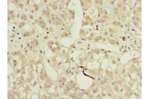 Immunohistochemistry of paraffin-embedded human adrenal gland tissue using ABIN7144386 at dilution of 1:100 (AP4B1 anticorps  (AA 201-500))