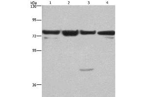 Western Blot analysis of HUVEC, NIH/3T3, Hela and 293T cell using KLF11 Polyclonal Antibody at dilution of 1:350 (KLF11 anticorps)