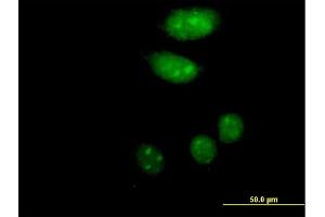 Immunofluorescence of purified MaxPab antibody to ISL2 on HeLa cell. (ISL2 anticorps  (AA 1-359))
