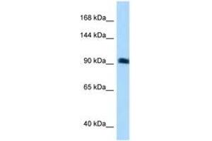 Image no. 1 for anti-rho Guanine Nucleotide Exchange Factor (GEF) 26 (ARHGEF26) (N-Term) antibody (ABIN6741888) (SGEF anticorps  (N-Term))