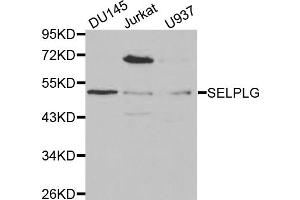 Western blot analysis of extracts of various cell lines, using SELPLG antibody (ABIN5970822) at 1/1000 dilution. (SELPLG anticorps)