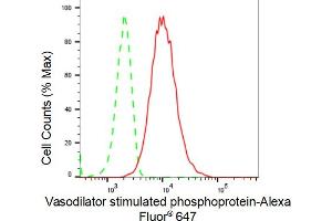 Flow cytometric analysis of Vasodilator stimulated phosphoprotein expression in HT- cells using Vasodilator stimulated phosphoprotein antibody (ABIN7800824), 1:2,000). (Recombinant VASP anticorps)