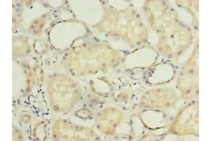 Immunohistochemistry of paraffin-embedded human kidney tissue using ABIN7149138 at dilution of 1:100 (COX11 anticorps  (AA 115-276))