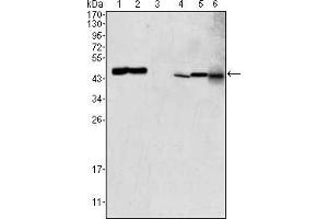Western blot analysis using GOT2 mouse mAb against HEK293 (1), PC-12 (2), HL-60 (3), BCBL-1 (4), HepG2 (5) and NIH/3T3 (6) cell lysate. (GOT2 anticorps)