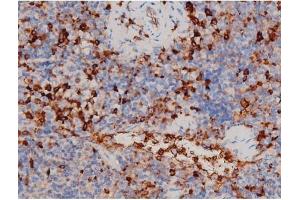 ABIN6267466 at 1/200 staining Mouse spleen tissue sections by IHC-P.