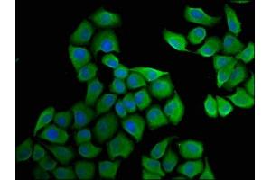 Immunofluorescence staining of Hela cells with ABIN7152029 at 1:33, counter-stained with DAPI.