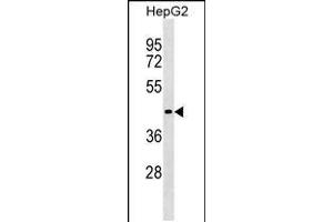 Western blot analysis in HepG2 cell line lysates (35ug/lane). (ZBTB26 anticorps  (N-Term))