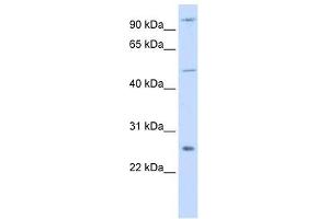 TRAF4 antibody (70R-10513) used at 0. (TRAF4 anticorps  (Middle Region))