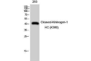 Western Blotting (WB) image for anti-Kininogen-1 Heavy Chain (Lys380) antibody (ABIN3172805) (Kininogen-1 Heavy Chain (Lys380) anticorps)