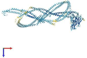AlphaFold protein structure predicition of Mouse Recombinant Rad50 Protein, UniprotID P70388