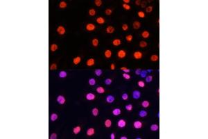 Immunofluorescence analysis of HeLa cells using MonoMethyl-NONO/p54nrb-R357/R365 pAb (ABIN6135177, ABIN6135493, ABIN6135494 and ABIN6224110) at dilution of 1:100 (40x lens).