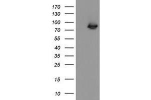 Image no. 3 for anti-Zinc Finger, BED-Type Containing 1 (ZBED1) antibody (ABIN1501793)