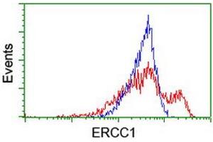 HEK293T cells transfected with either RC200478 overexpress plasmid (Red) or empty vector control plasmid (Blue) were immunostained by anti-ERCC1 antibody (ABIN2455607), and then analyzed by flow cytometry. (ERCC1 anticorps)