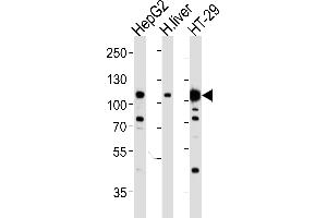 Western blot analysis of lysates from HepG2, H. (c-MET anticorps  (Catalytic Domain))
