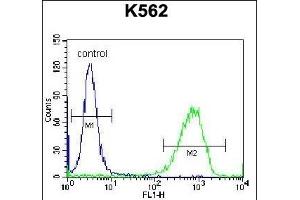 ICS Antibody (N-term) (ABIN656869 and ABIN2846073) flow cytometric analysis of K562 cells (right histogram) comred to a negative control cell (left histogram).