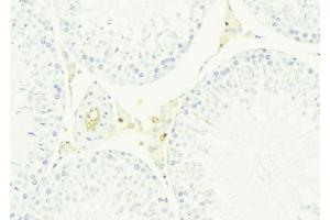 ABIN6276624 at 1/100 staining Mouse testis tissue by IHC-P. (CST8 anticorps  (Internal Region))