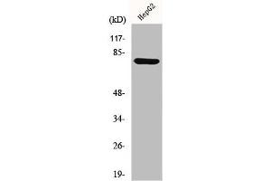 Western Blot analysis of HepG2 cells using MMP-9 Polyclonal Antibody