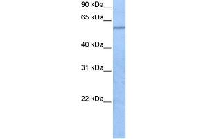 WB Suggested Anti-TRAF3IP3 Antibody Titration:  0. (TRAF3IP3 anticorps  (C-Term))