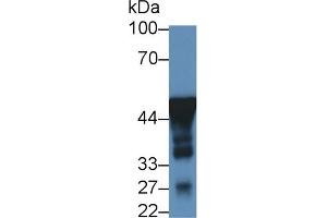 Detection of NSE in Mouse Cerebrum lysate using Monoclonal Antibody to Enolase, Neuron Specific (NSE) (ENO2/NSE anticorps  (AA 2-285))