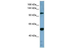 Cobl-Like 1 antibody used at 1 ug/ml to detect target protein. (COBLL1 anticorps  (Middle Region))
