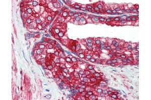 Anti-P4HB antibody IHC of human prostate. (P4HB anticorps  (AA 499-509))