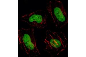 Fluorescent image of Hela cell stained with HDAC1 Antibody (C-term) (ABIN387945 and ABIN2844611)/SH040527D. (HDAC1 anticorps  (C-Term))