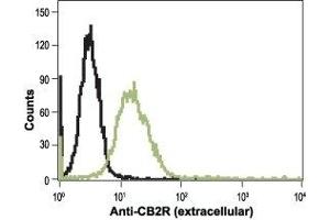 Cell surface detection of CB2 receptor in live intact human HL-60 promyelocytic leukaemia cells: (black line)  Cells + goat-anti-rabbit-FITC alone. (CNR2 anticorps  (Extracellular))