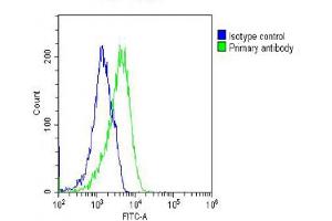 anti-RAB23, Member RAS Oncogene Family (RAB23) antibody