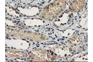 Immunohistochemical staining of paraffin-embedded Human Kidney tissue using anti-NAPEPLD mouse monoclonal antibody. (NAPEPLD anticorps)