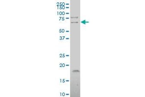 TSEN54 anticorps  (AA 427-525)