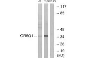 Western blot analysis of extracts from Jurkat/HT-29 cells, using OR6Q1 Antibody.