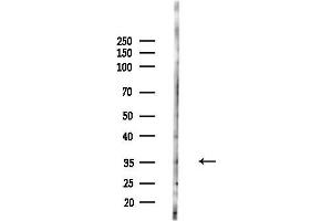 Western blot analysis of lysates from HepG2 cells, using OR9 Antibody at 1/1000 dilution.