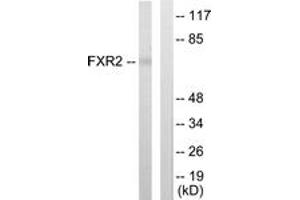 Western blot analysis of extracts from COLO205 cells, using FXR2 Antibody.