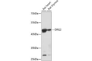 Western blot analysis of extracts of various cell lines, using DRG2 antibody (ABIN7266746) at 1:1000 dilution. (DRG2 anticorps  (AA 150-260))