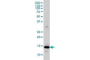 RPL36A monoclonal antibody (M02), clone 6H1 Western Blot analysis of RPL36A expression in HeLa . (RPL36A anticorps  (AA 7-106))